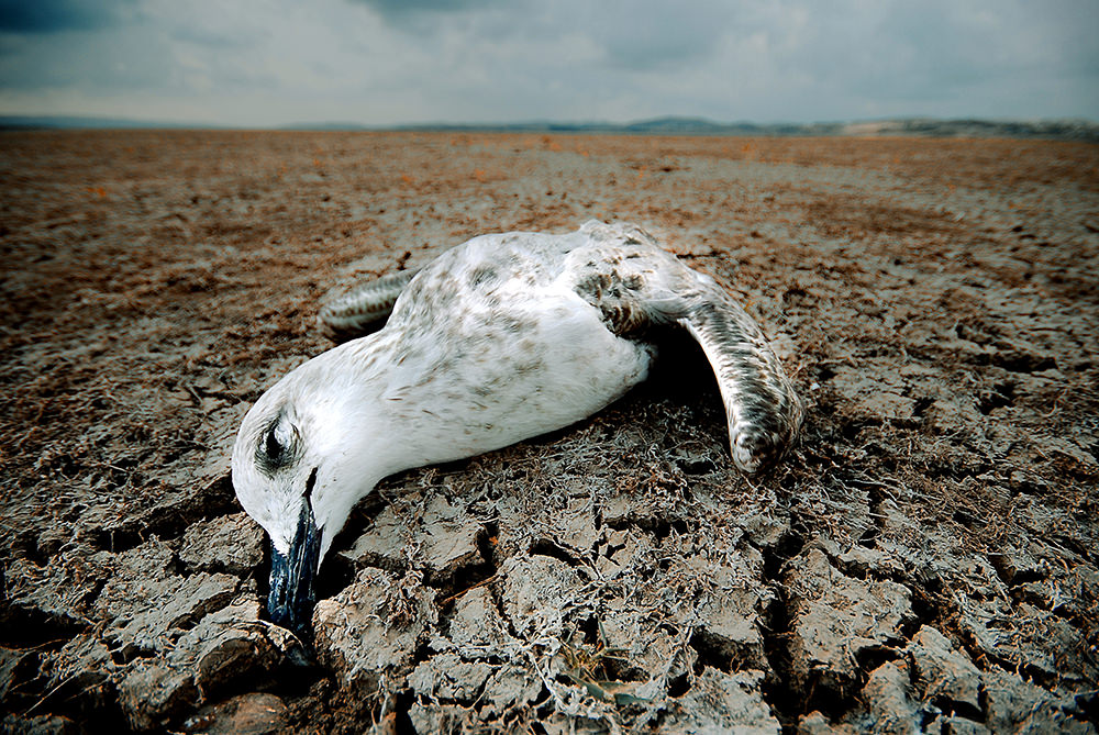The Winners of Alarko Carrier's Photo Contest on Global Climate Change are Announced